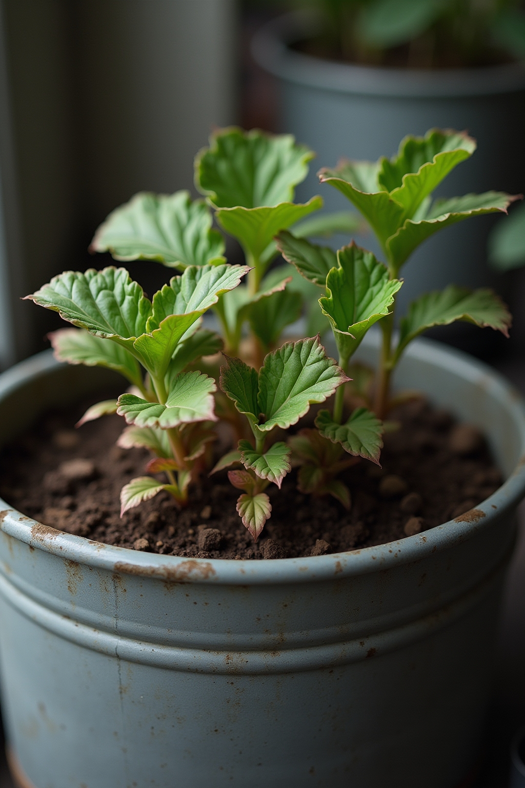 8 Zinkwannen als Pflanzgefäße im Garten